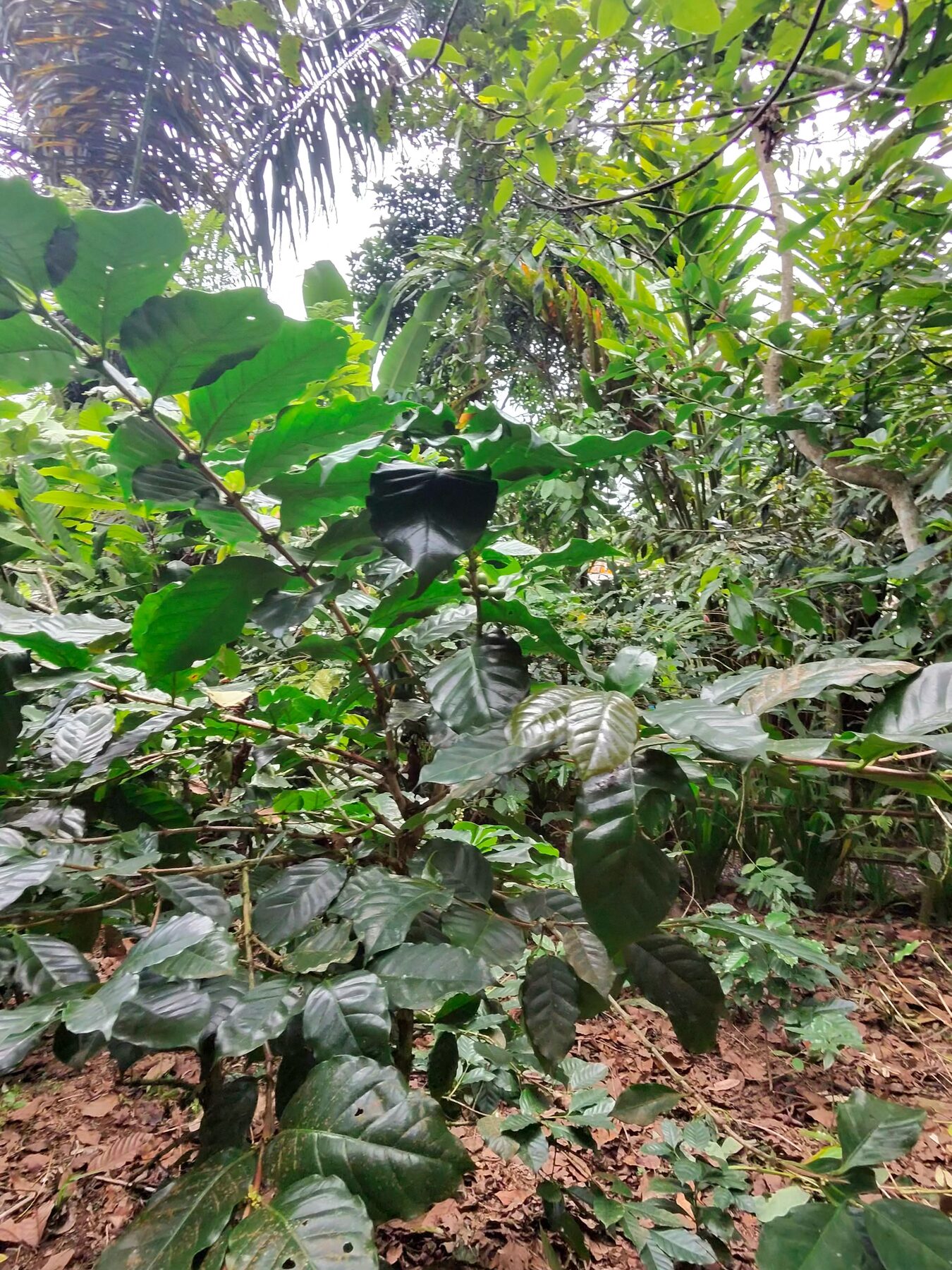 A floresta ao redor de Ubud — pomares de café e a abundância de plantas medicinais que deram nome à cidade.