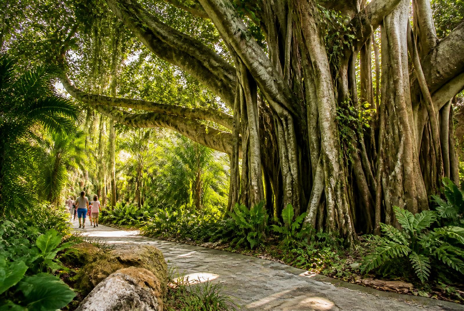 Sendero a la sombra de un inmenso banyan en Pinecrest, Florida.
